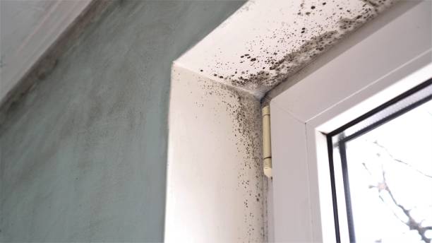 Trusted Williamston, NC Mold Remediation Experts