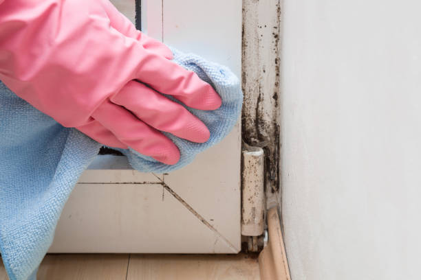 Reliable Williamston, NC Mold Remediation Solutions